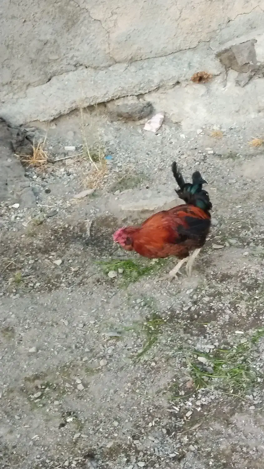 خروس محلی،قیمت شصدهزارتومان|حیوانات مزرعه|مریوان, |دیوار