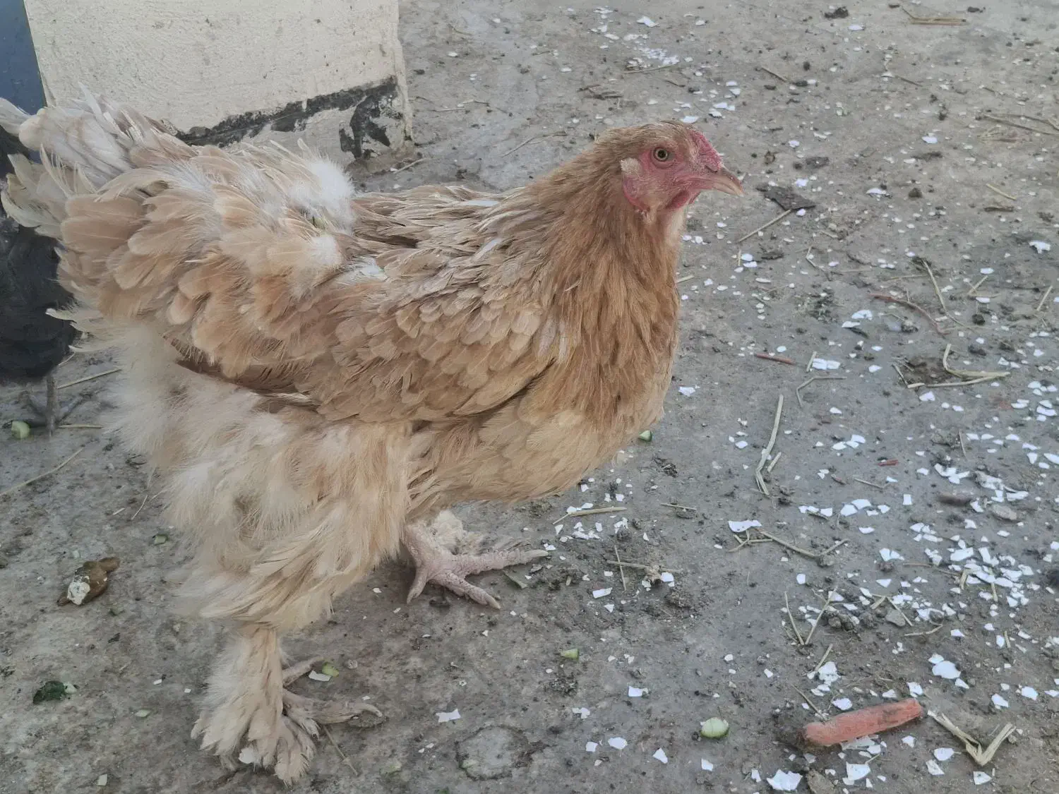 مرغ و خروس برهما|حیوانات مزرعه|قم, شهرک قدس|دیوار