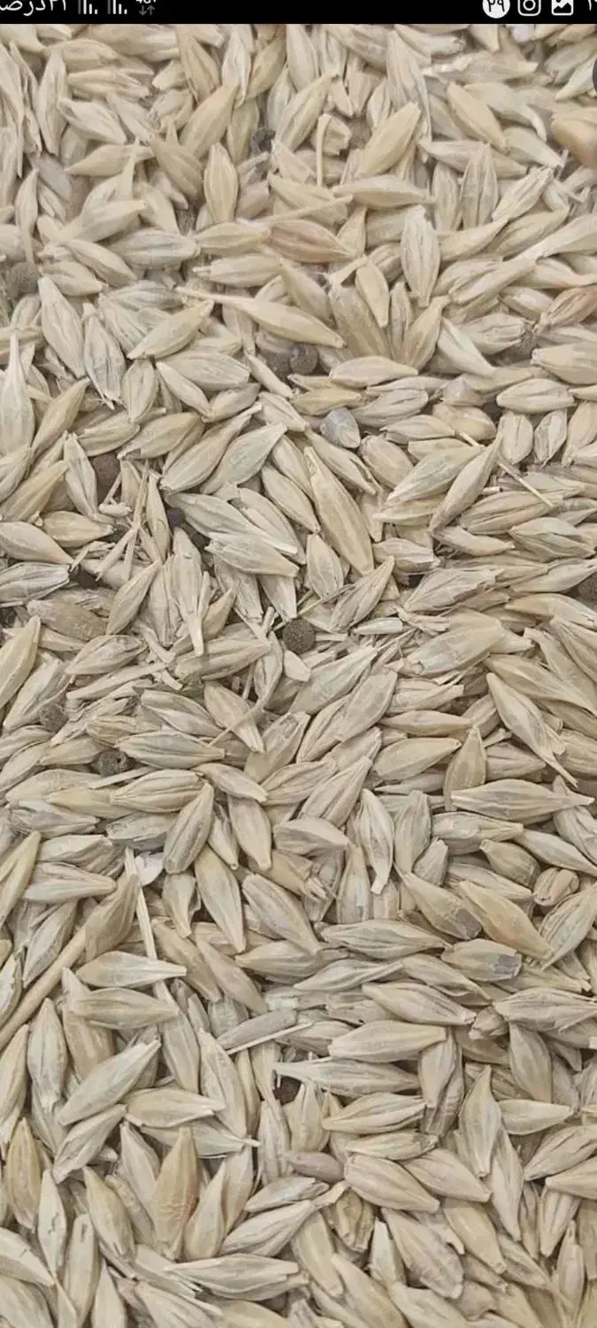 فروش جو|عمدهفروشی|بروجن, |دیوار