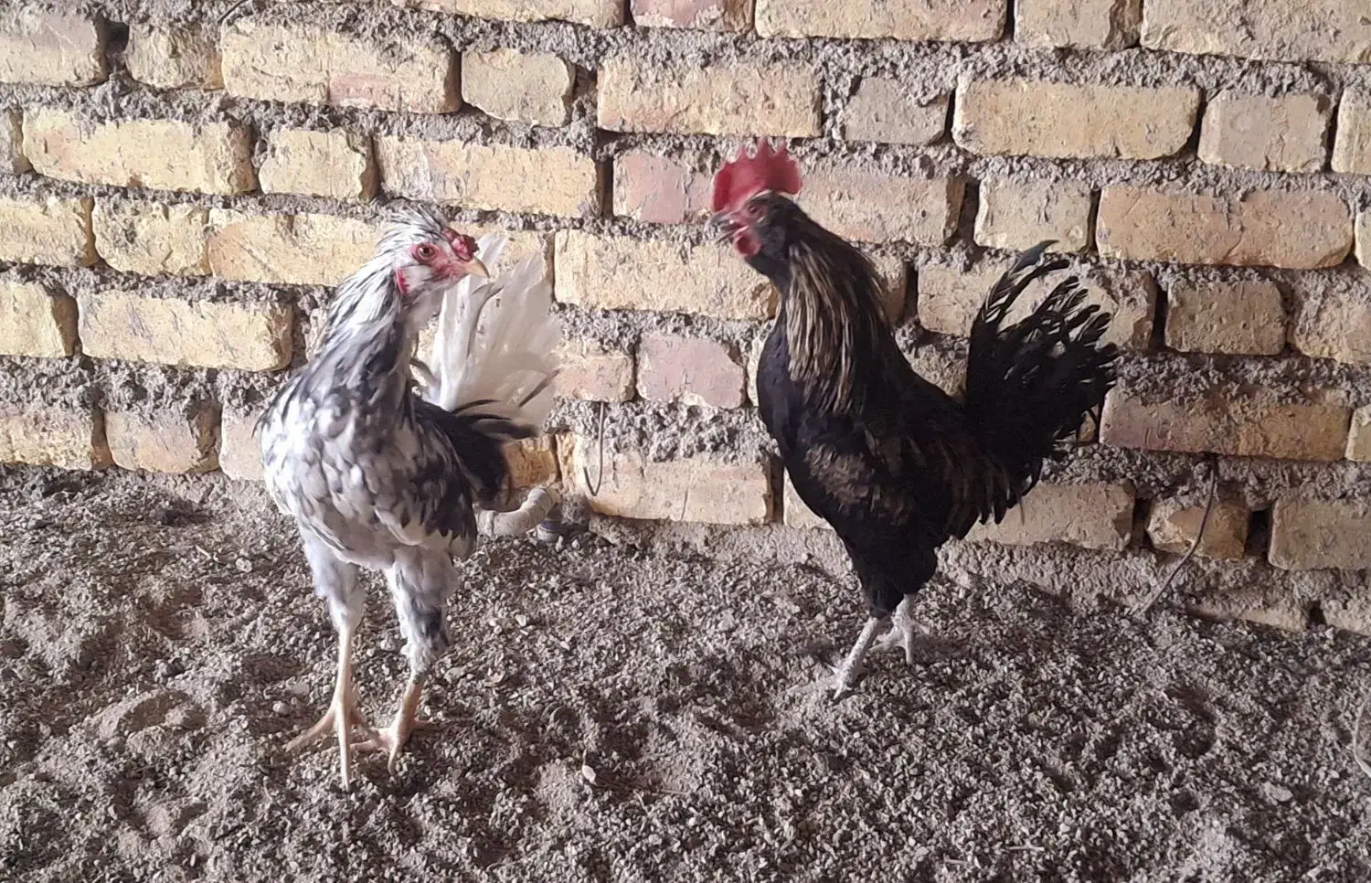 ۳ عد خروس گلین چهل تاج|حیوانات مزرعه|شهرضا, |دیوار