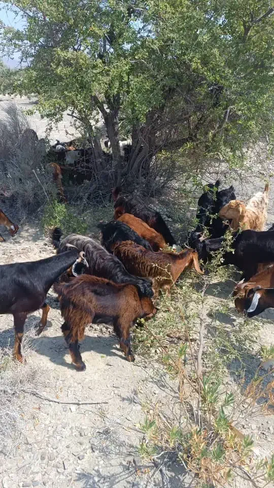 چندتا بز ومیش فروشی|حیوانات مزرعه|قصرقند, |دیوار