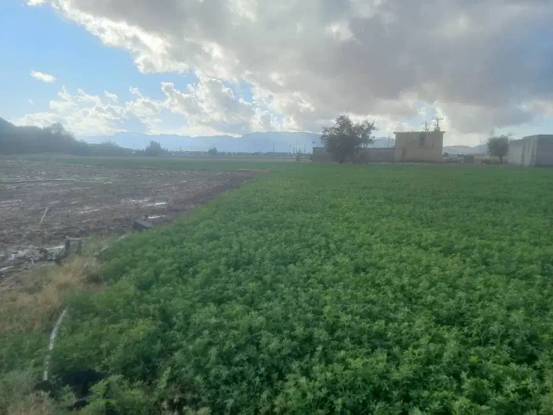 فروش بذر یونجه|خدمات باغبانی و درختکاری|شیراز, نجم آباد|دیوار