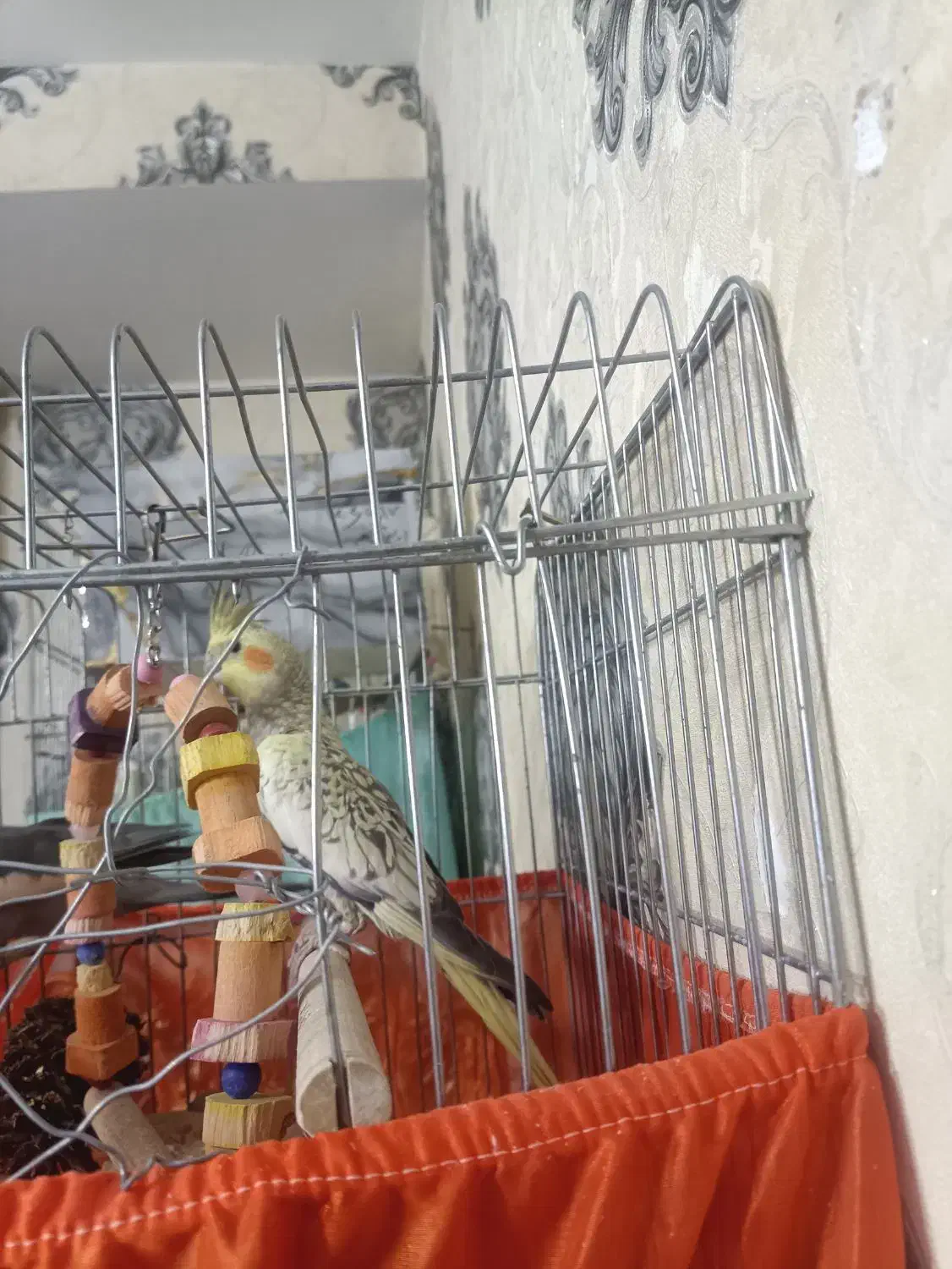 عروس هلندی نر اهویی گل باغالی|پرنده|اسلام‌شهر, شهرک سعیدیه|دیوار