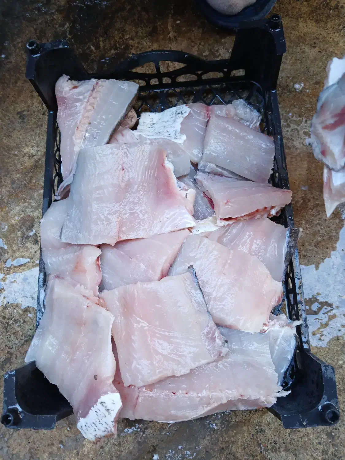 ماهی غزل آزاد|ماهی|اسلام‌‌آباد غرب, |دیوار