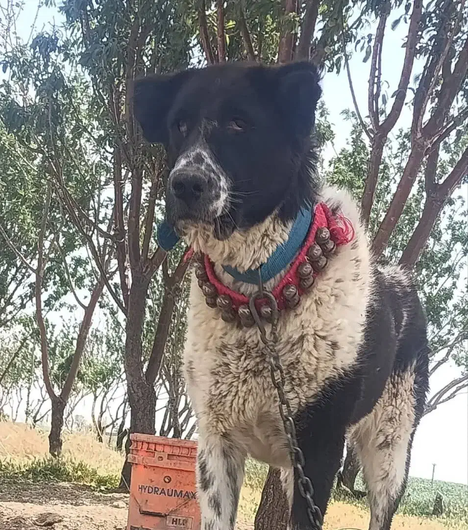 ماده قدرجونی درشت|سگ|دهق, |دیوار