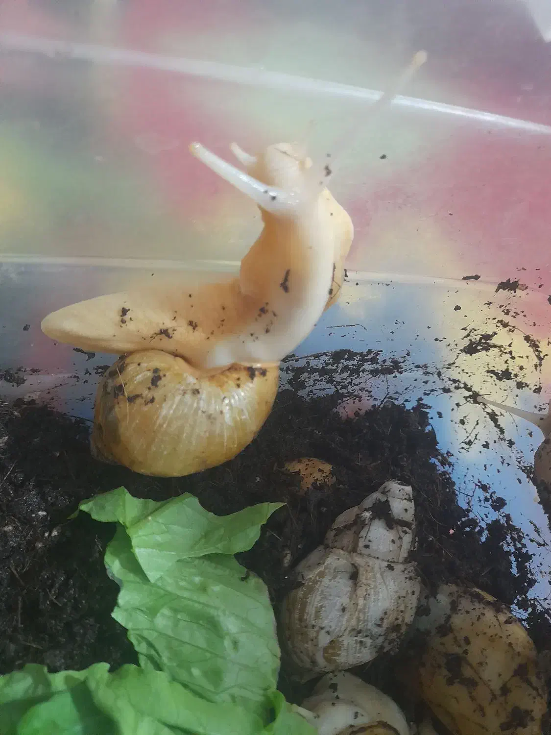 ۴ عدد حلزون نژاد دار|خزنده|هشتگرد, شهرک ولیعصر (مهستان)|دیوار