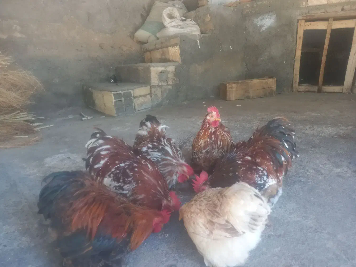 کوشین رد متلد|پرنده|ویسیان, |دیوار