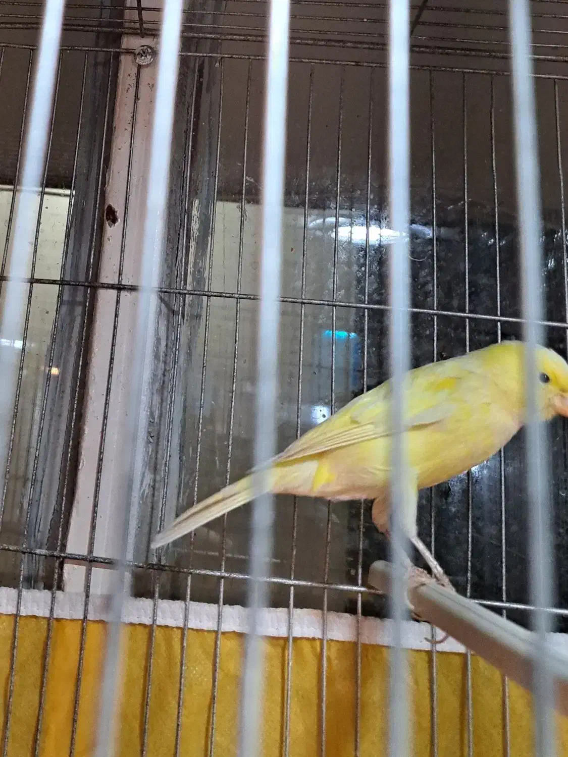 قناری نر|پرنده|برخوار, |دیوار