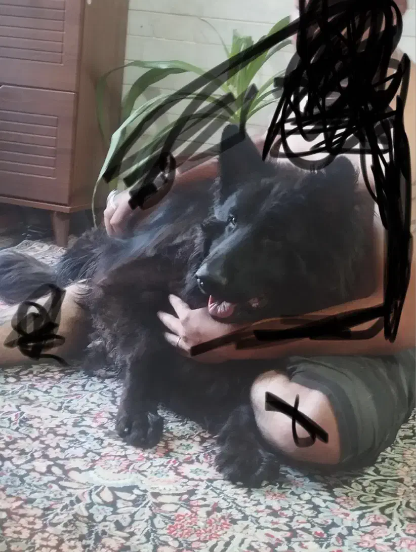 ژرمن بلک|سگ|بم, |دیوار