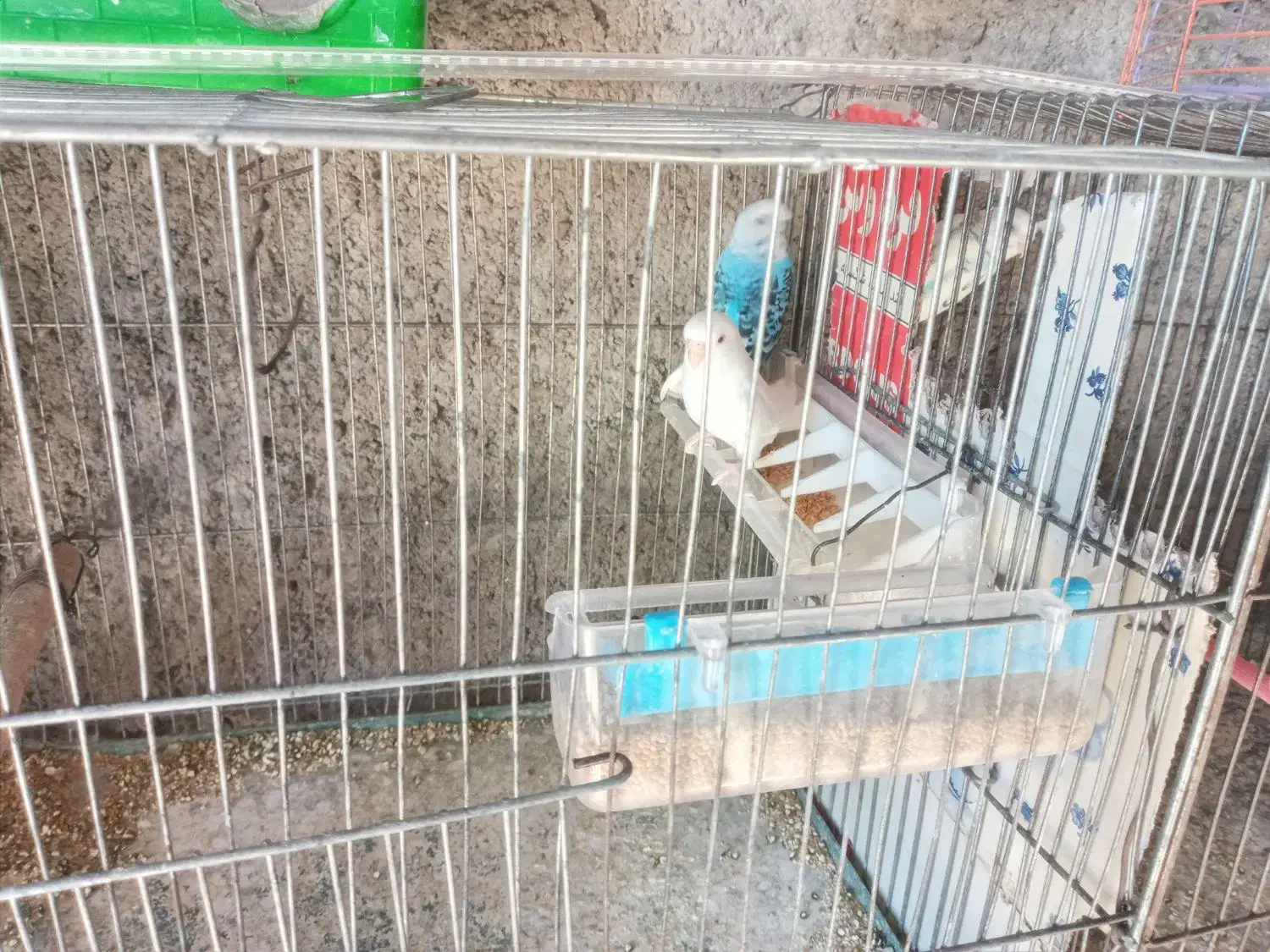 مرغ عشق|پرنده|آبدانان, |دیوار