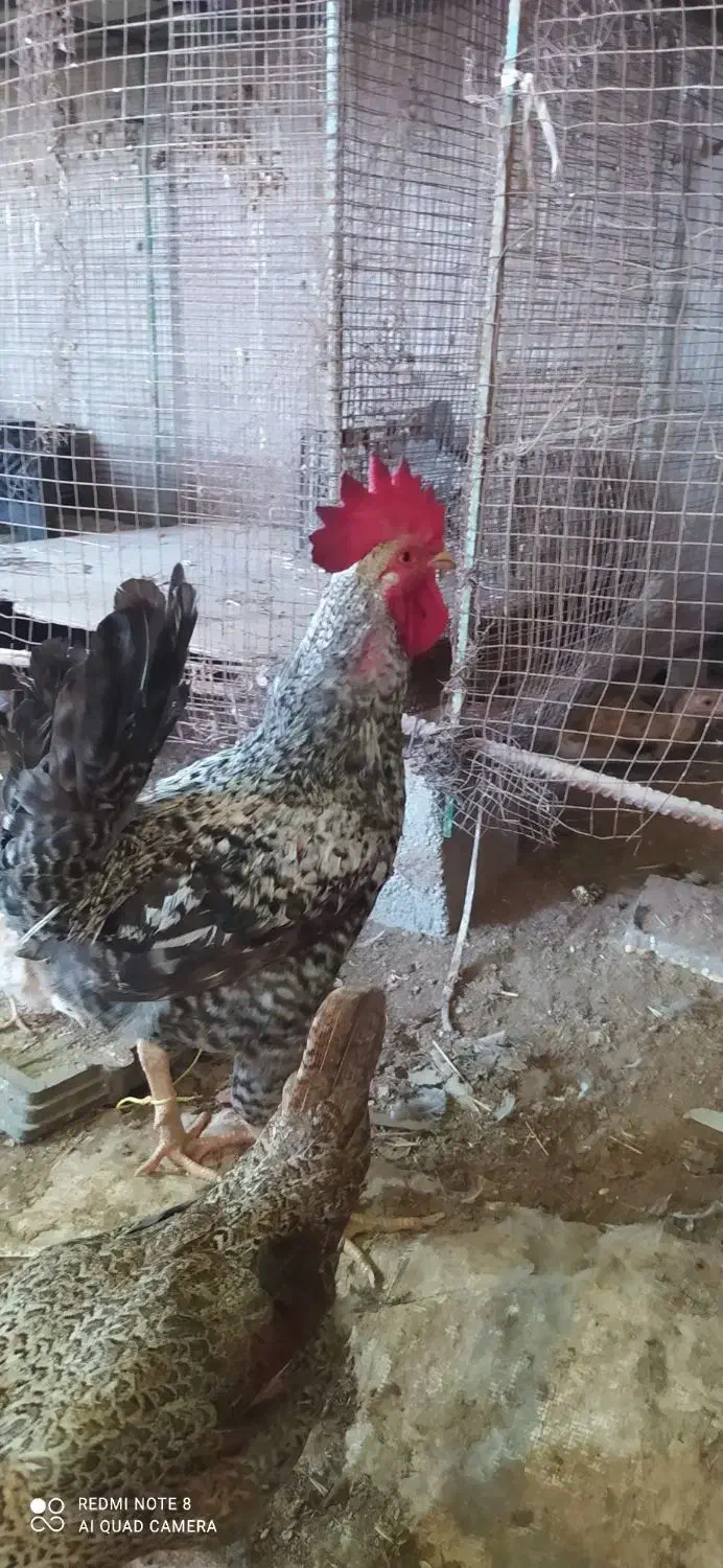 خروس|پرنده|دیلم, |دیوار