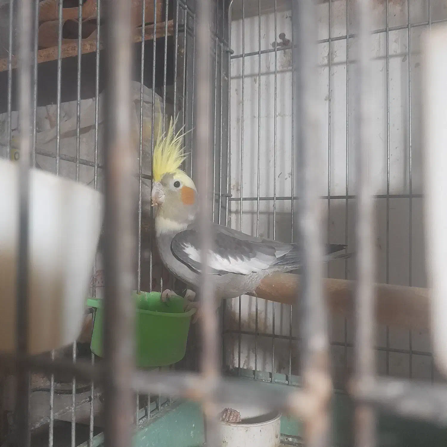 عروس|پرنده|قم, آزادگان|دیوار