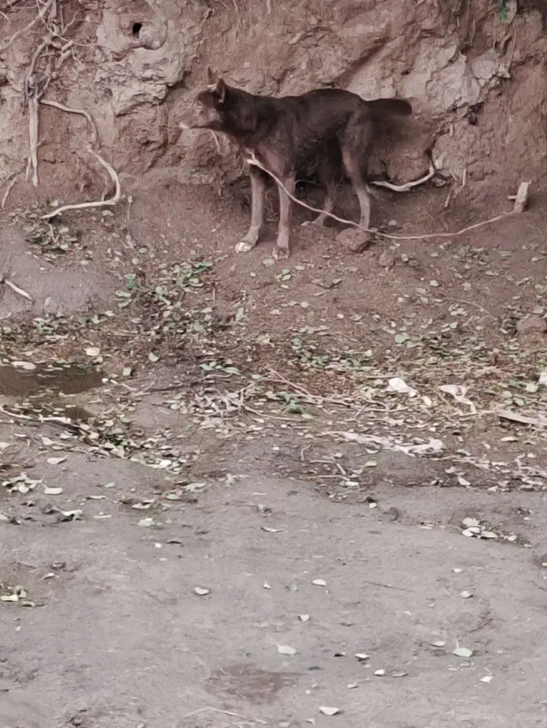 ماده|سگ|شوشتر, |دیوار