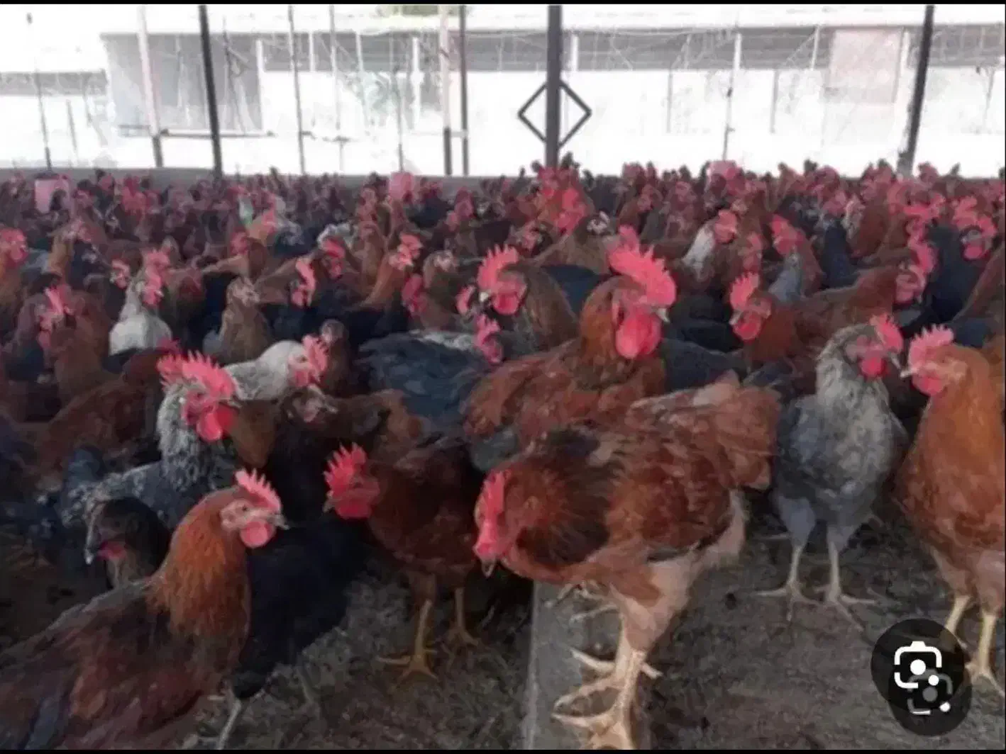 خروس نزری باب مراسمات طایفه ای|حیوانات مزرعه|کرمانشاه, |دیوار