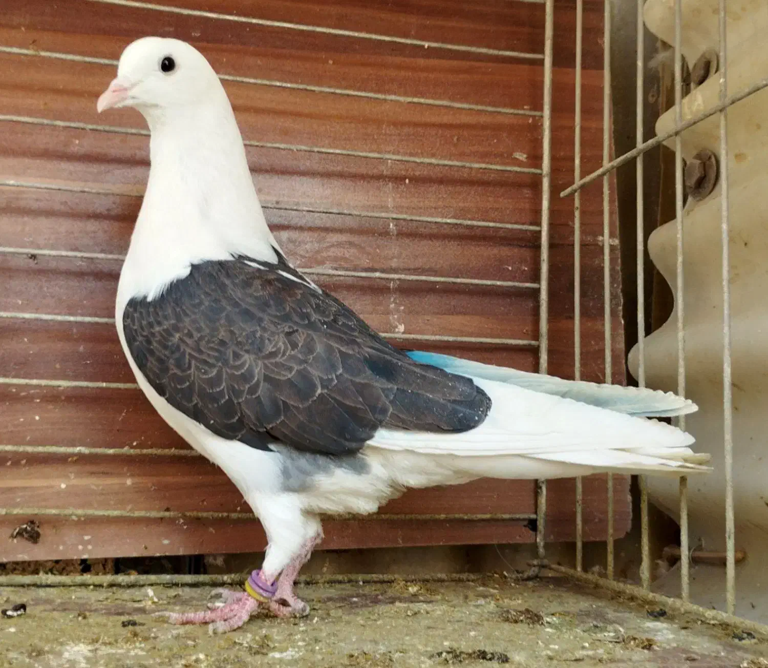 هفت طوق جوجه|پرنده|تهران, نیروی هوایی (پیروزی)|دیوار