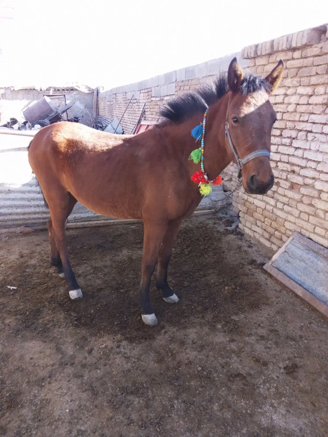 کره مادیون|اسب و تجهیزات اسبسواری|کیار, |دیوار