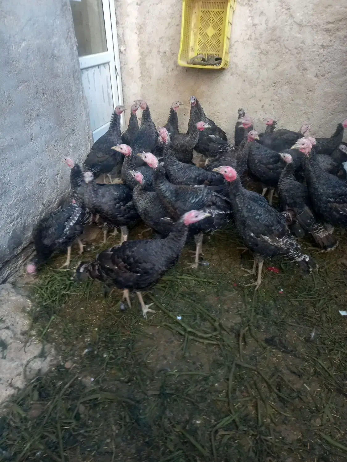 آماده پروار شدن|حیوانات مزرعه|رزن, |دیوار