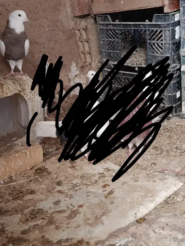 کبوتر طوقی|پرنده|میانه, |دیوار