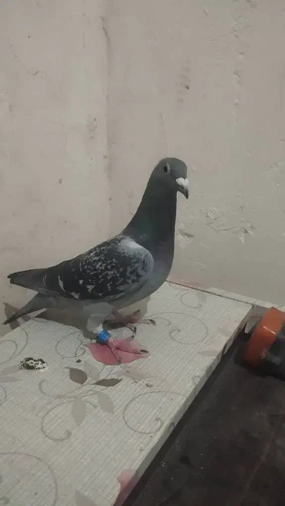 پلاکی|حیوانات|خرم‌آباد, |دیوار