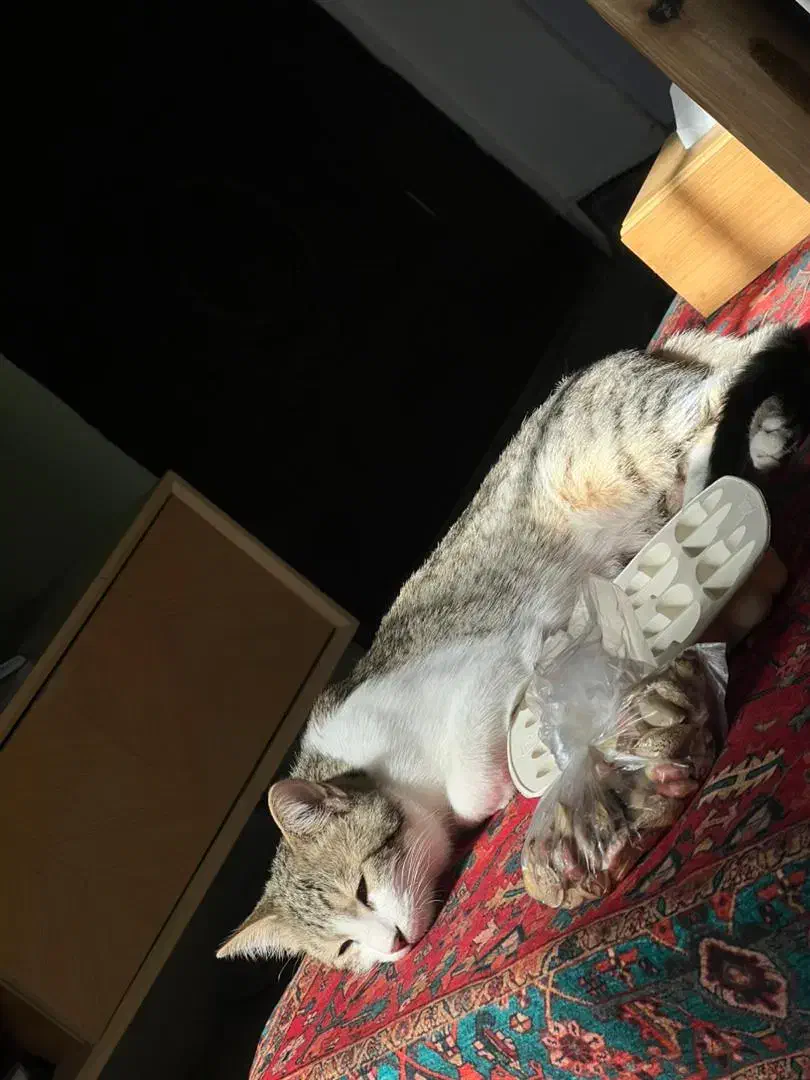 گربه DSH|گربه|اهواز, کیانشهر|دیوار