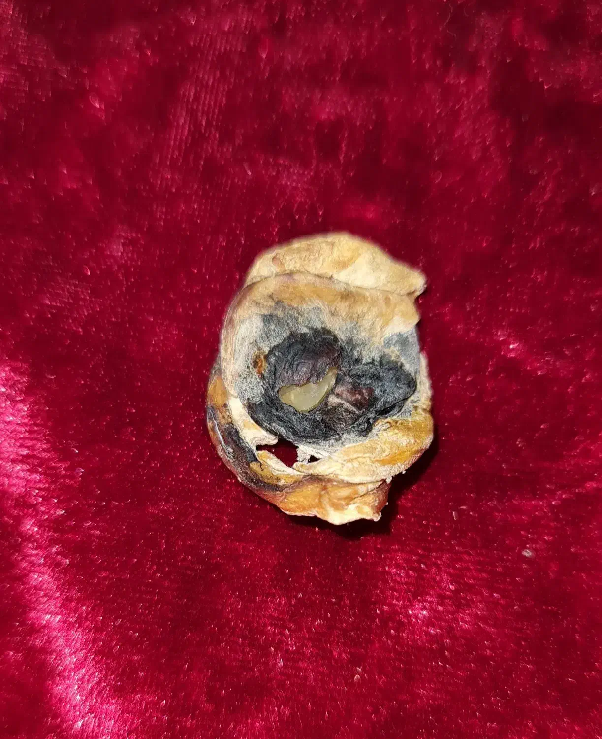 سنگ عین الذیب|جواهرات|اهواز, کمپلو جنوبی|دیوار