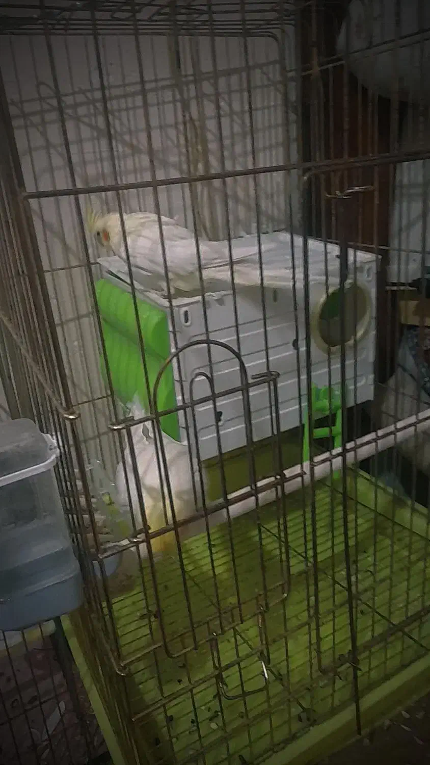 یک جفت عروس هلندی لوتینو|پرنده|پاکدشت, پاکدشت (مامازند)|دیوار