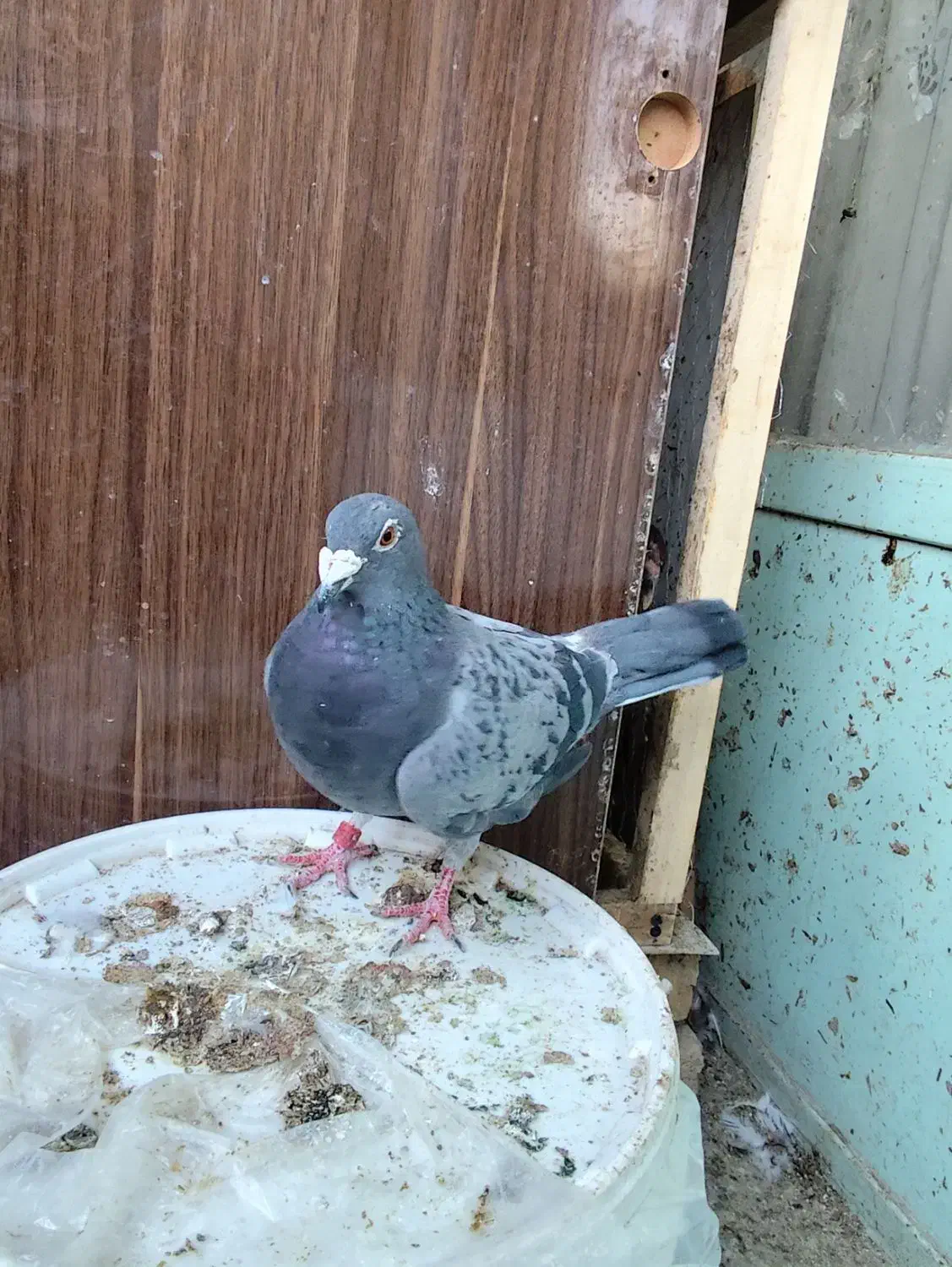 پلاکی|پرنده|فولادشهر, B7|دیوار