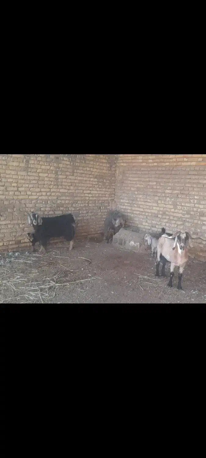 بره نر وماده گوسفند بز|حیوانات مزرعه|کرخه, |دیوار