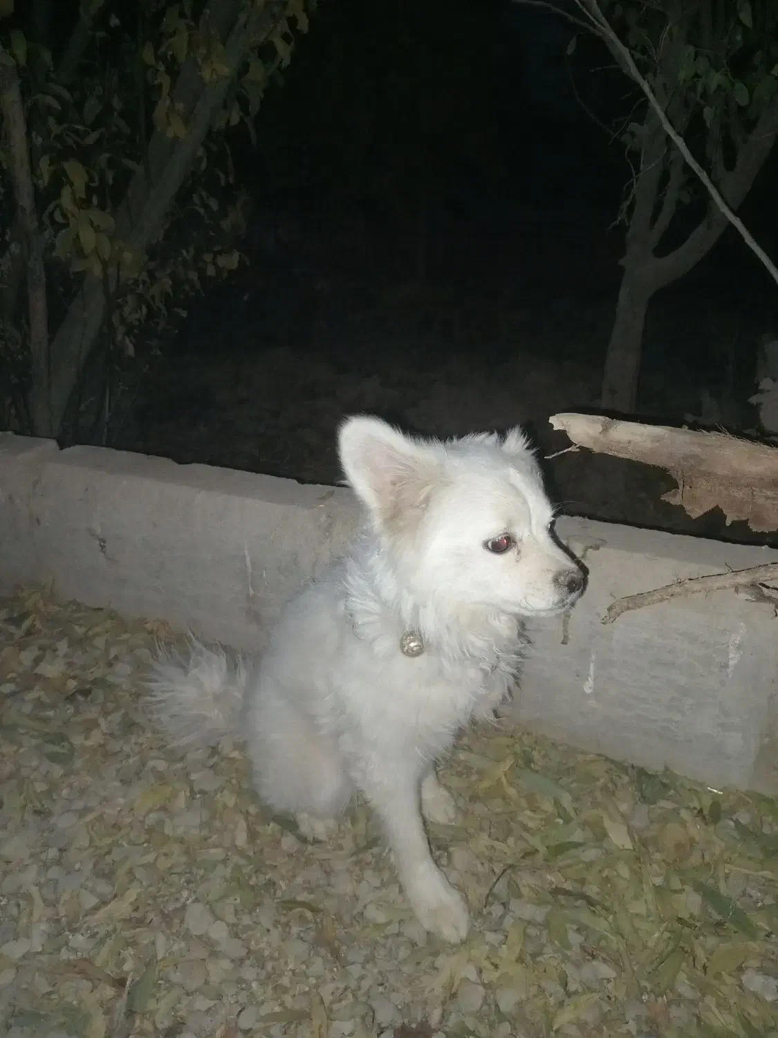 سگ پاکوتاه حرف گوش جا گذاشتم|سگ|رباطکریم, رباطکریم|دیوار