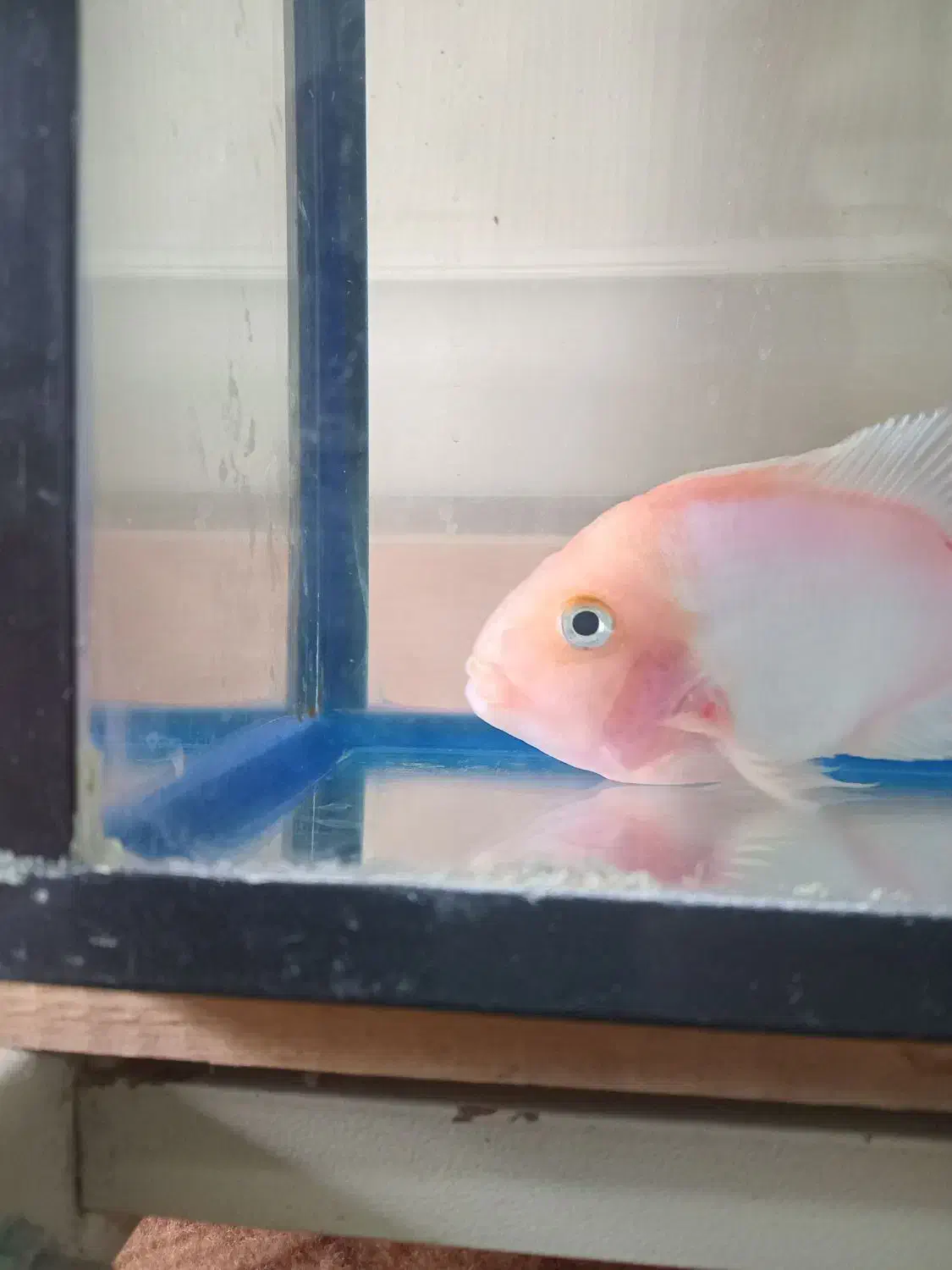 توجه|ماهی|شوشتر, |دیوار