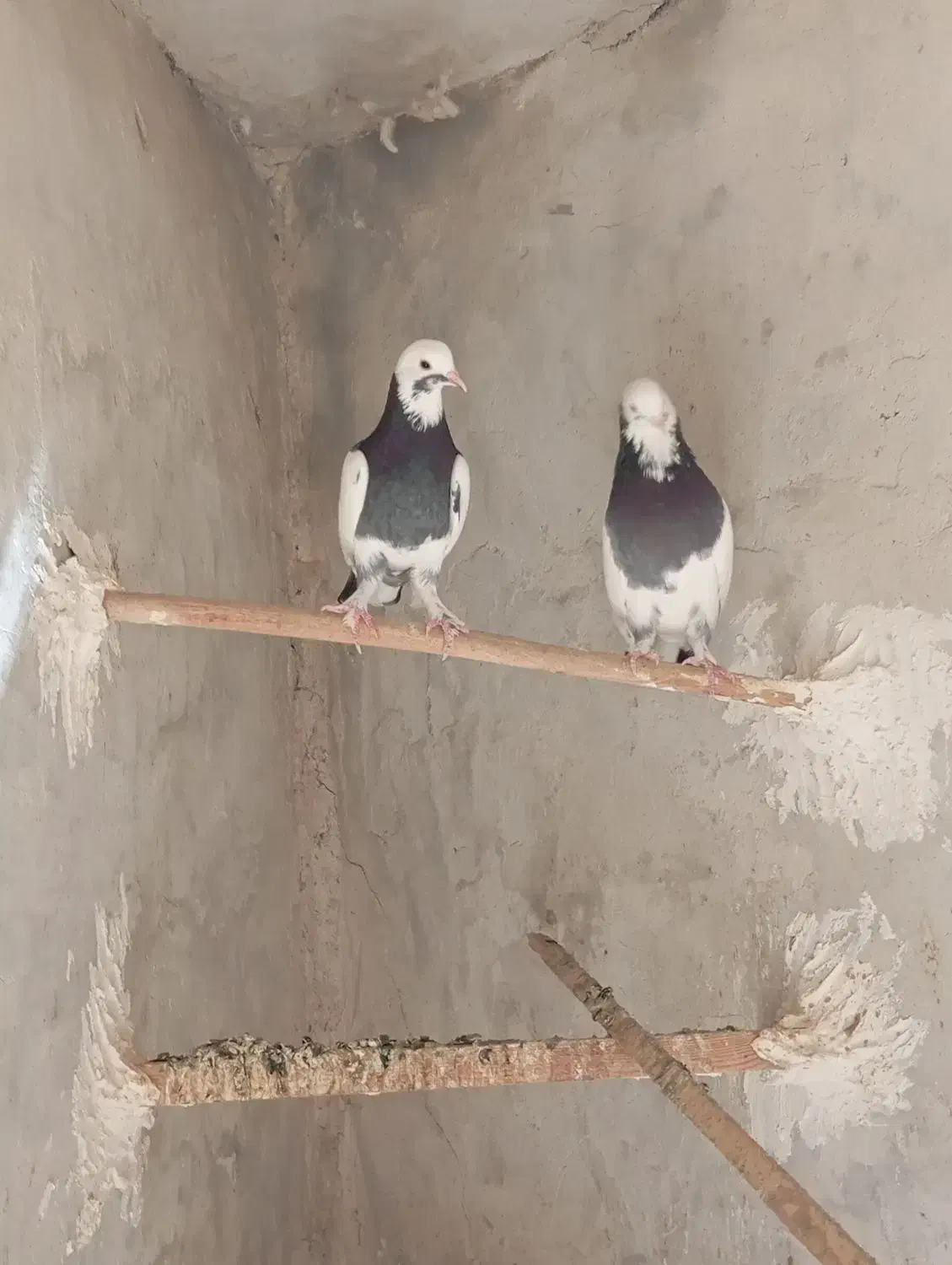 کبوتر|پرنده|هشتگرد, قاسم آباد بزرگ|دیوار