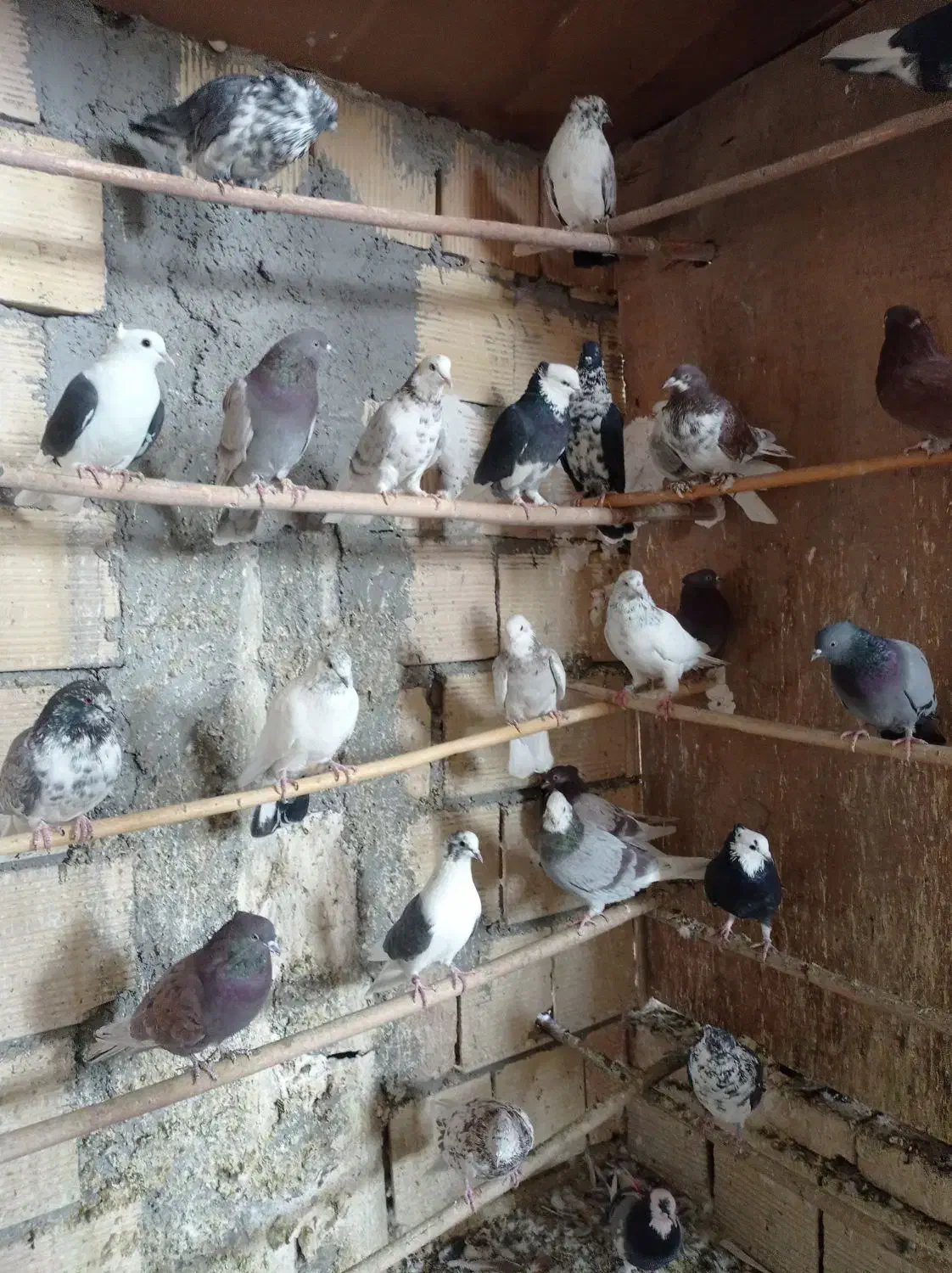 کبوتر پرشی همه خالی|پرنده|قم, سرحوض|دیوار