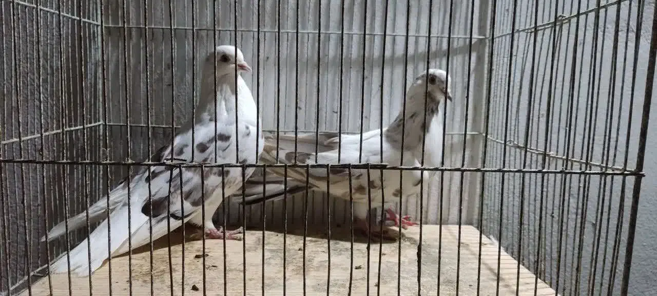 فروش کبوتر یا کفتر|پرنده|دابودشت, |دیوار