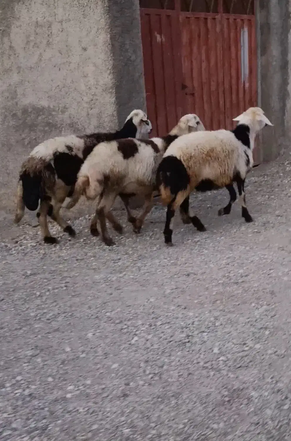 قوچ و بره قوچ|حیوانات مزرعه|بروجرد, |دیوار