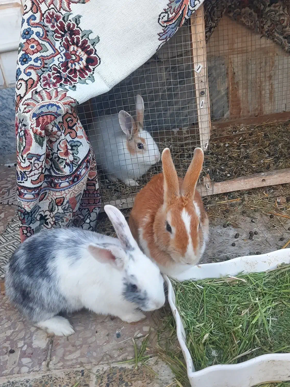 خرگوش  فروشی|موش و خرگوش|سنقر, |دیوار