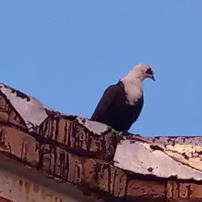 کله سفیدکاکلی|پرنده|مبارکه, |دیوار