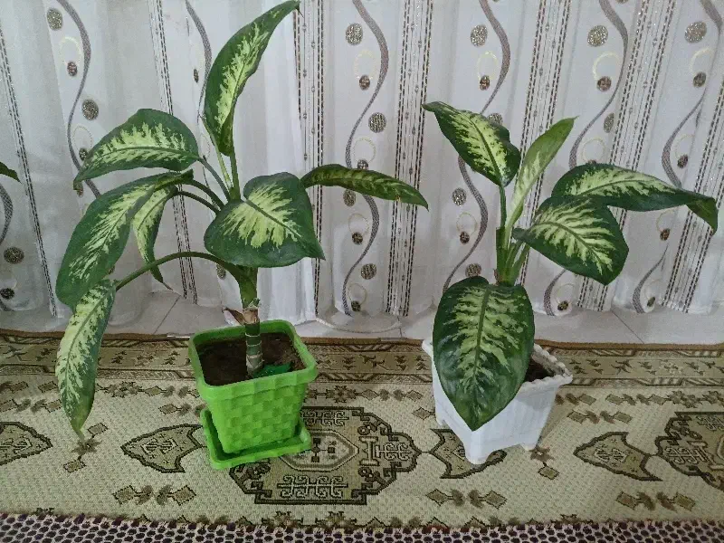 گل دیفن|گل و گیاه طبیعی|اسدآباد, |دیوار