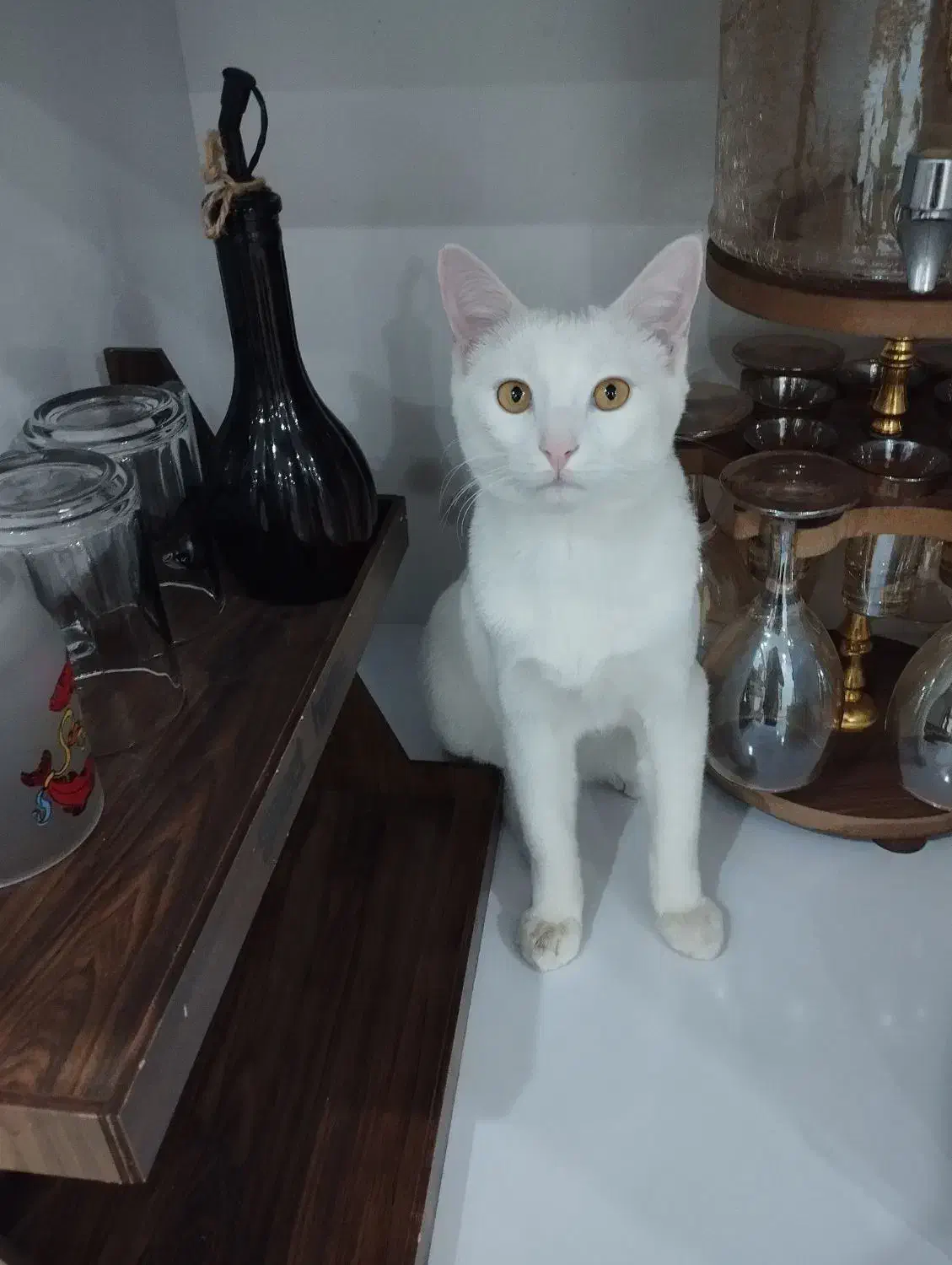 گربه تربیت شده|گربه|کاشمر, |دیوار