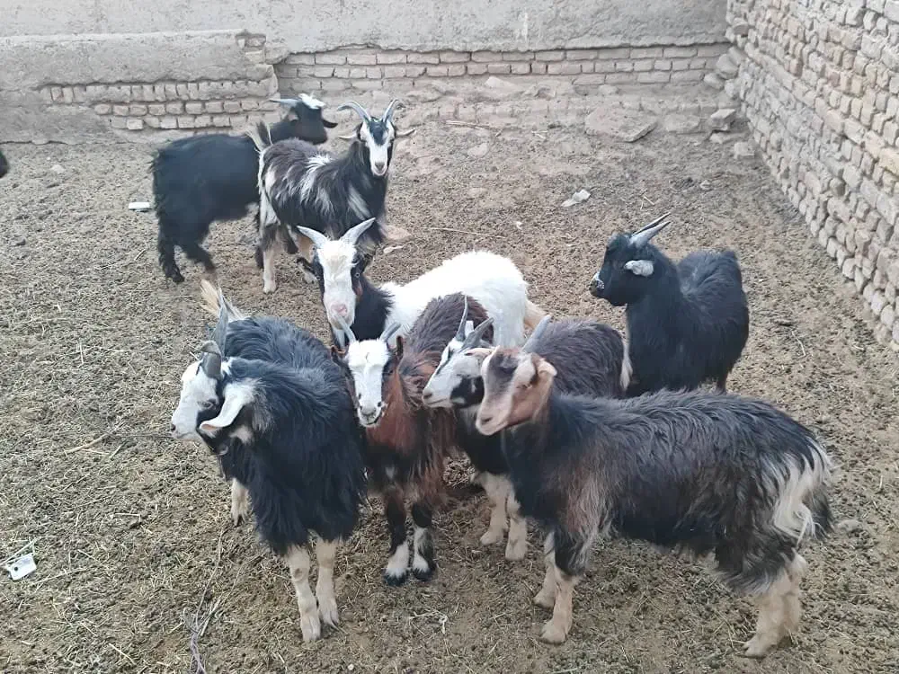 فروش بزغاله نر وماده|حیوانات مزرعه|جوادآباد, |دیوار