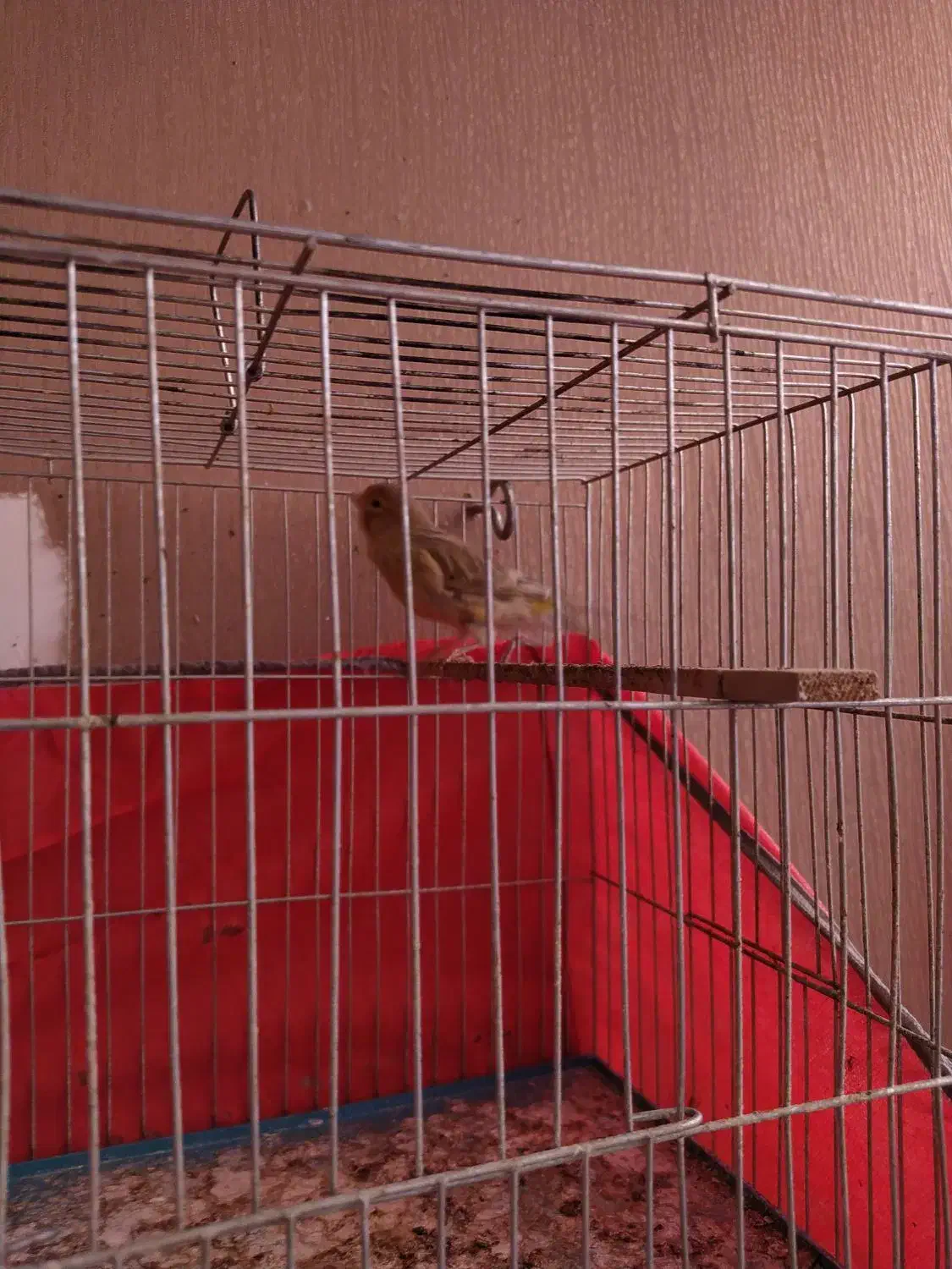 قناری ماده آماده اماده|پرنده|کرمان, |دیوار