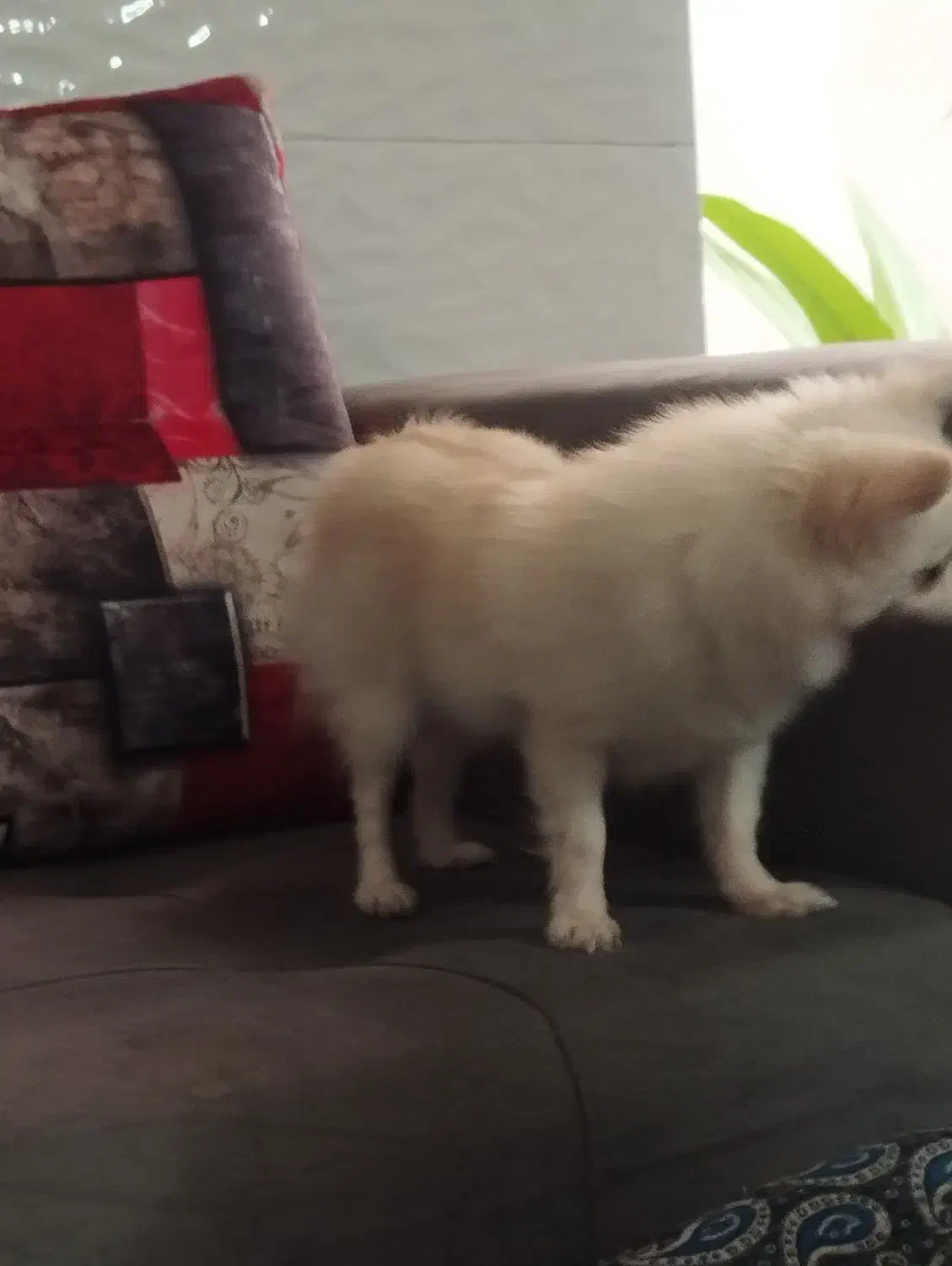 سگ پامرین|سگ|یزد, |دیوار