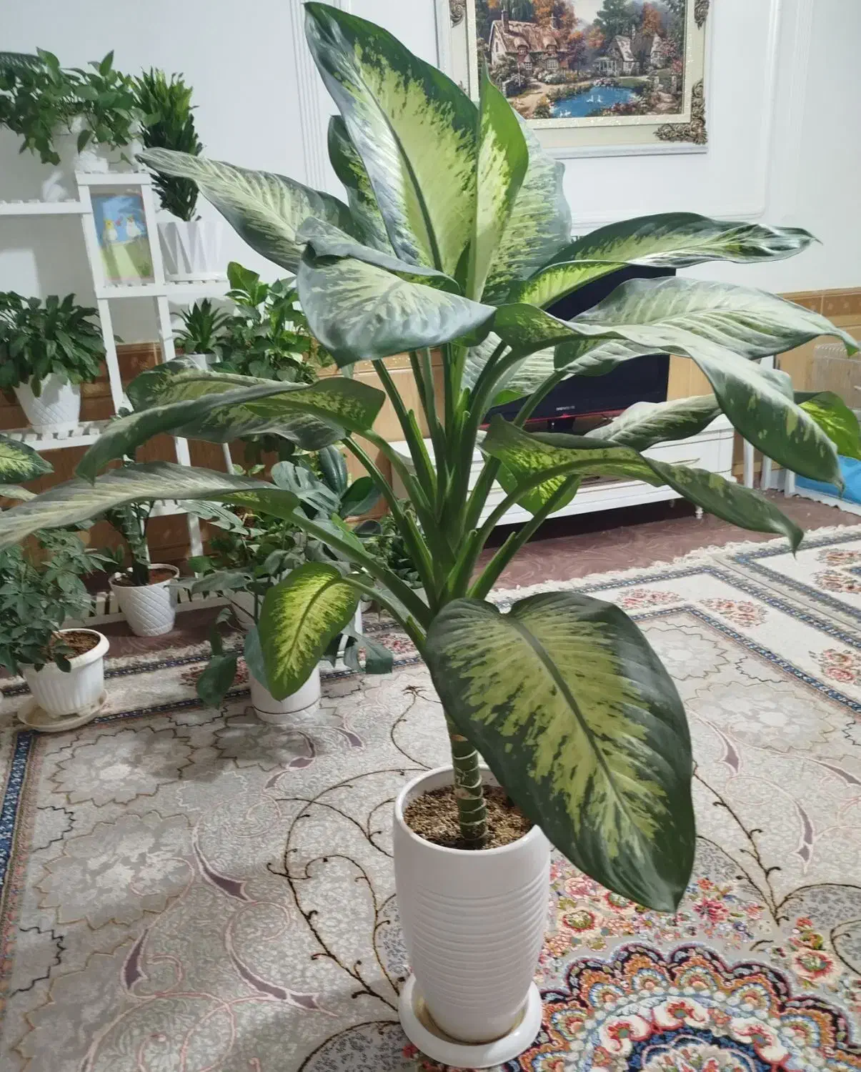 گل دیفن باخیا|گل و گیاه طبیعی|نیشابور, شهید بهشتی|دیوار