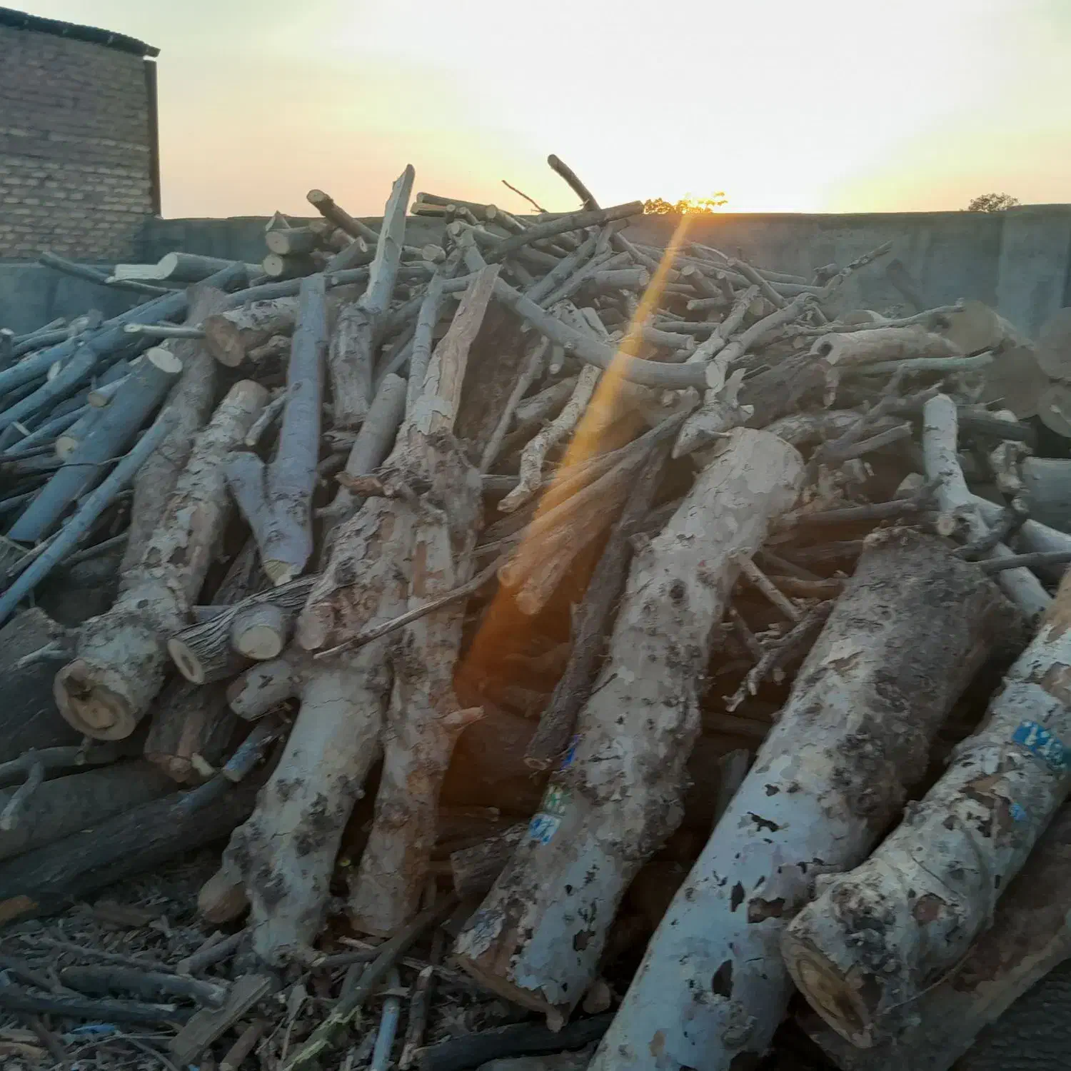 خریدار چوب و درخت|خدمات باغبانی و درختکاری|کرج, فاز ۴ مهرشهر|دیوار