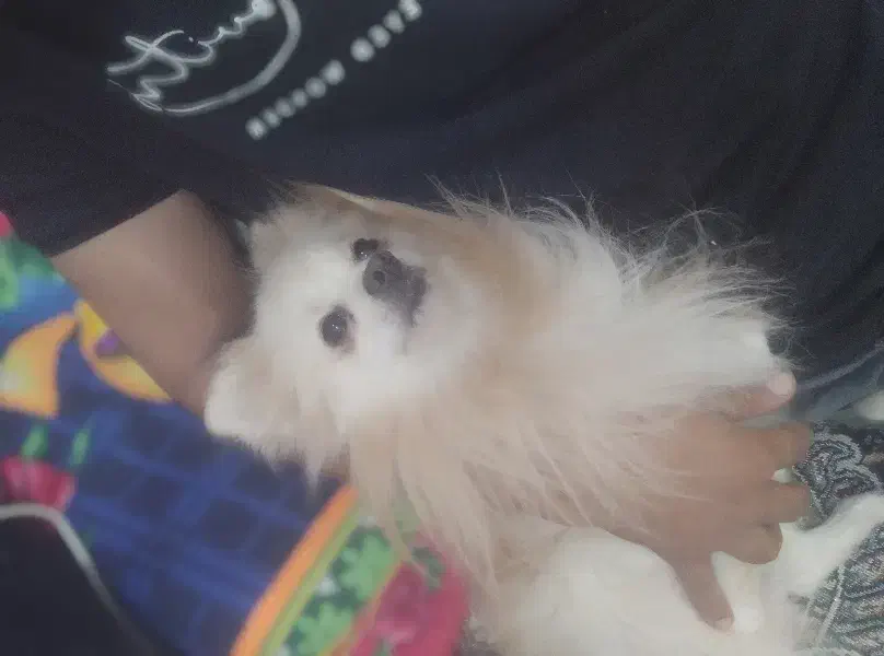 فروش سگ پامر اصیل پاکوتاه پشمالو|سگ|رامشیر, |دیوار