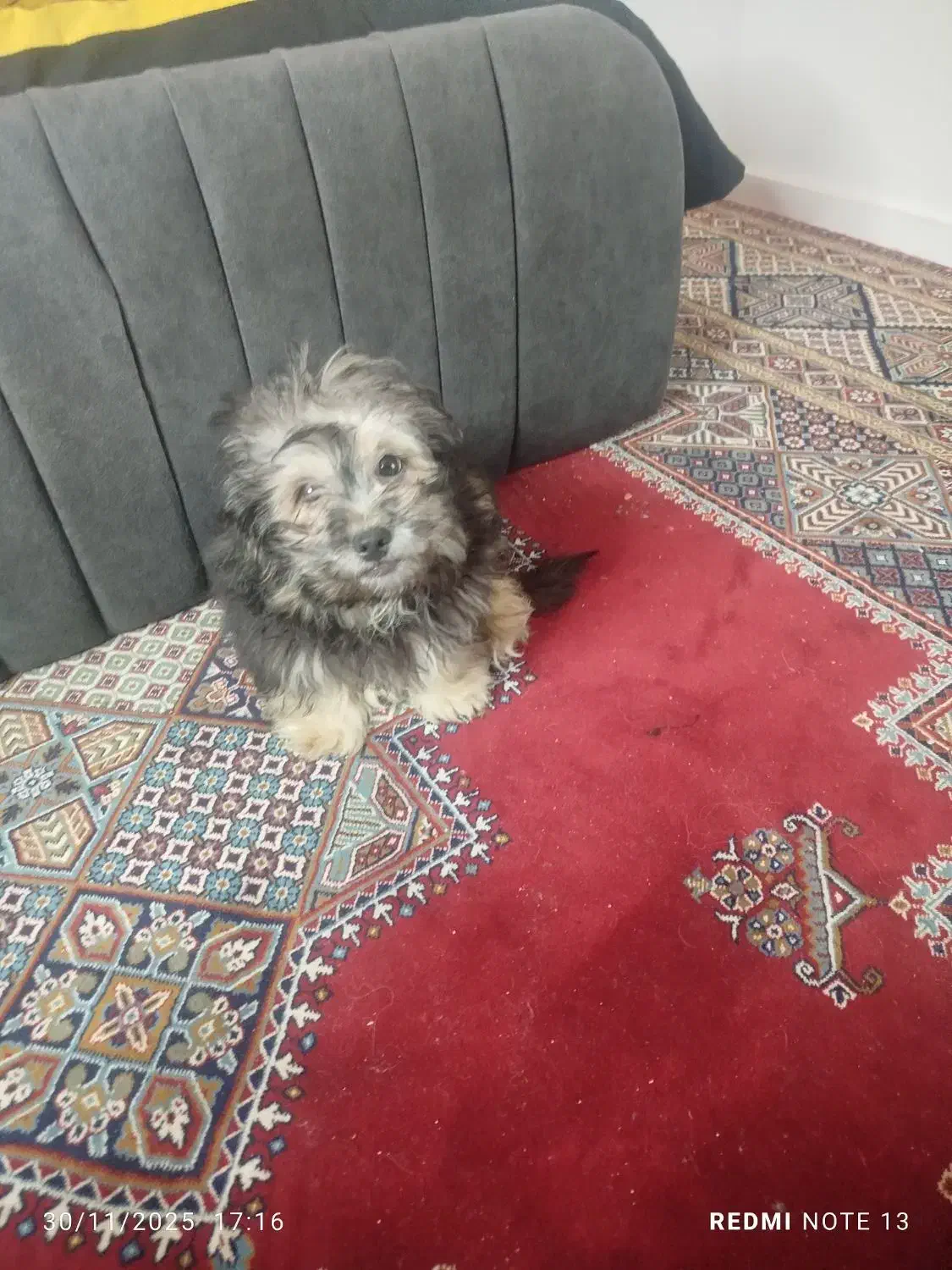 واگذاری سگ 3ماهه|سگ|پرند, فاز ۶|دیوار