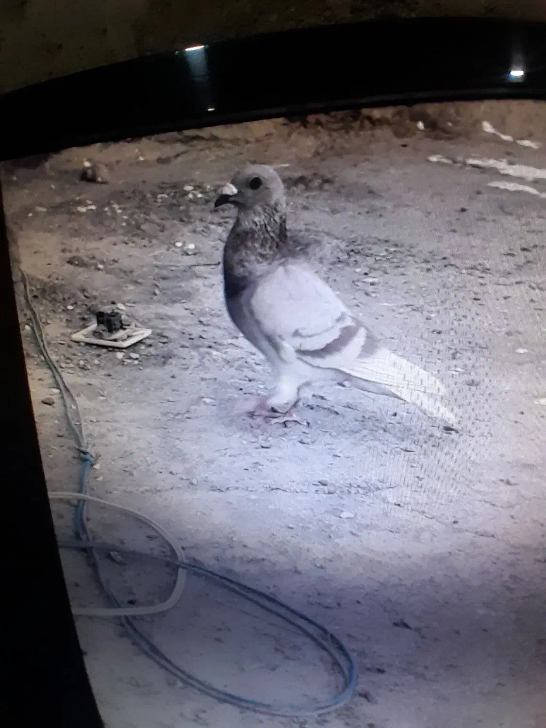 نر ماده|پرنده|گوهرکوه, |دیوار