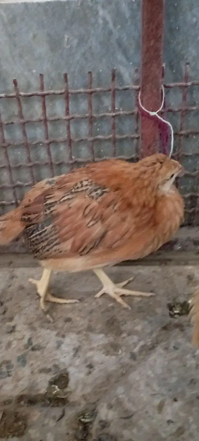 جوجه مرغ محلی نهبندان|حیوانات مزرعه|نهبندان, |دیوار