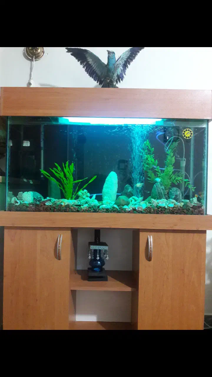 آکواریوم|ماهی|رشت, پل تالشان|دیوار