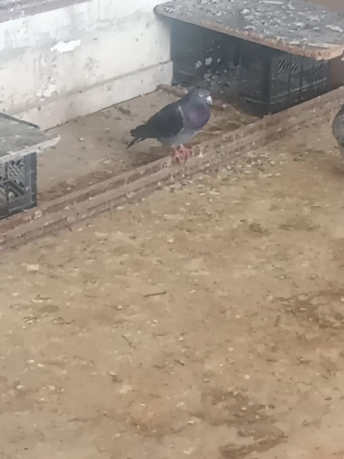 کبوتر|پرنده|گنبد کاووس, |دیوار