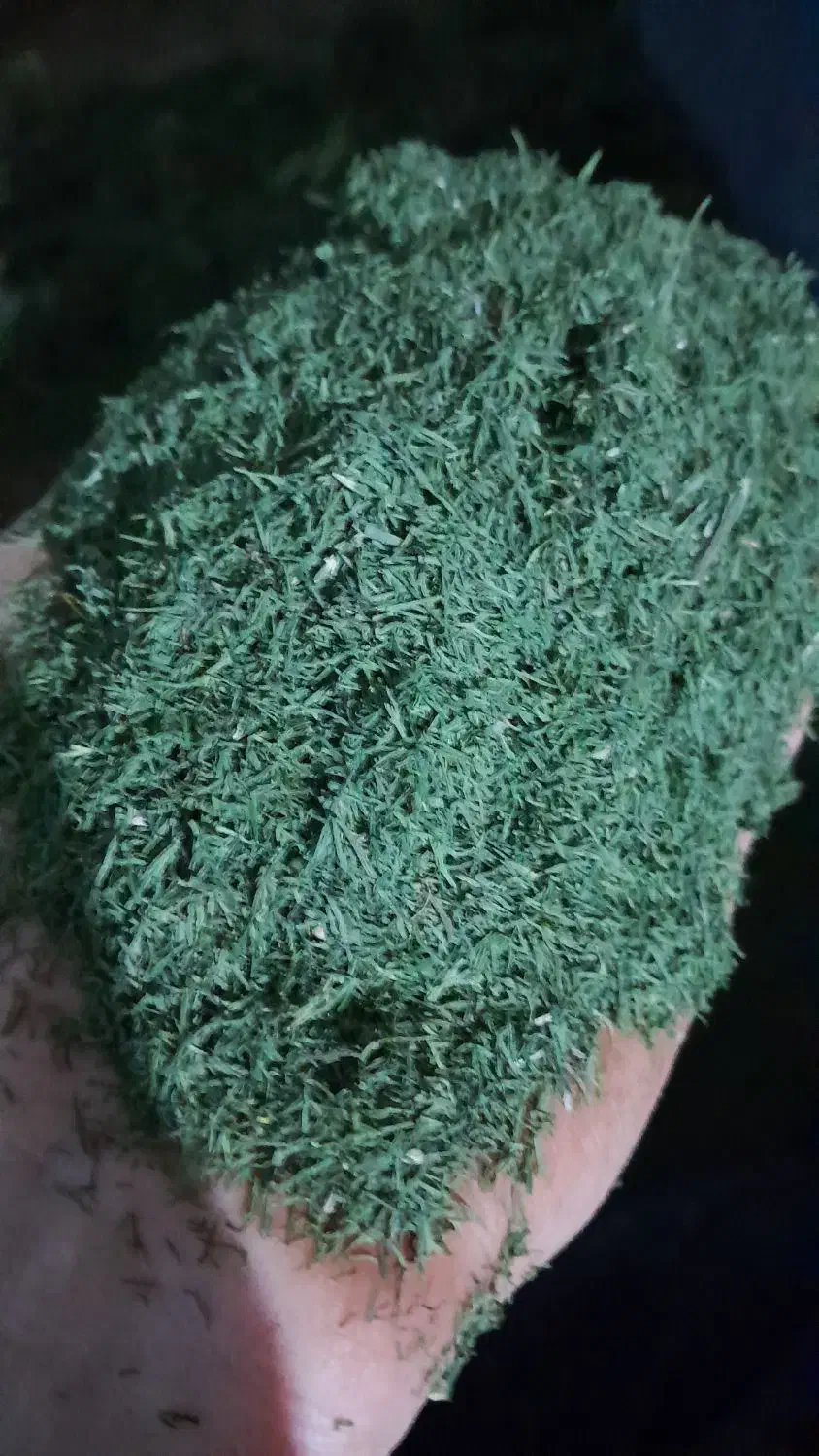 شوید خشک درجه ۱|خوردنی و آشامیدنی|تهران, نازی‌آباد|دیوار